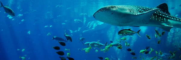 10 Things Entrepreneurs & Small Business Owners Can Learn From the Shark Tank “Sharks”